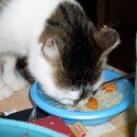 Každá správna cica musí vedieť pekne jesť z misky! 
